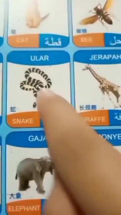 jerapah