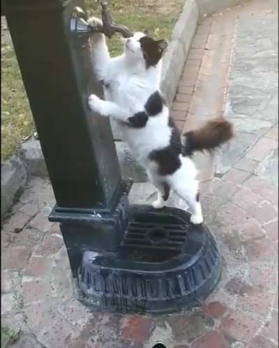 Так бывает, что и коты не просыхают.