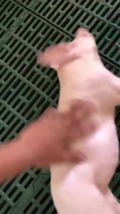 The hog sleeps so deep and you can’t wake him up easily