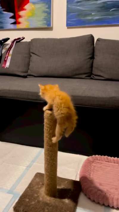 Oh bless he's so cute and brave kitty🥰