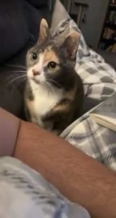 just one pet, Please sir