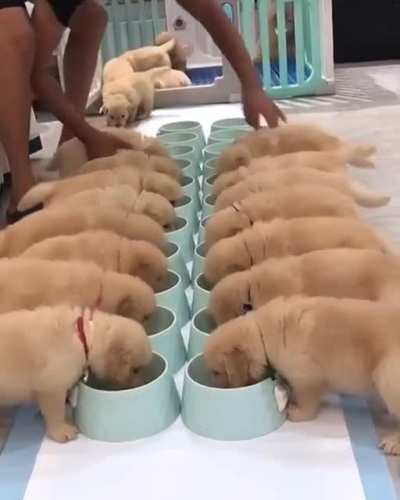 Cutness Unleashed.