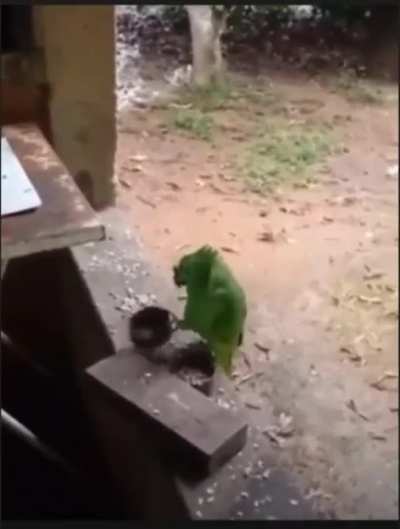 Papagaio pedindo rango cantando aitrei o pau no gato
