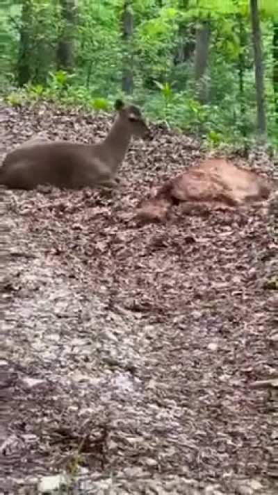 The worst hunting dog in the world