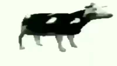 Polish cow song