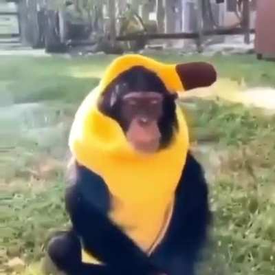 Monke wear banana costume 🍌