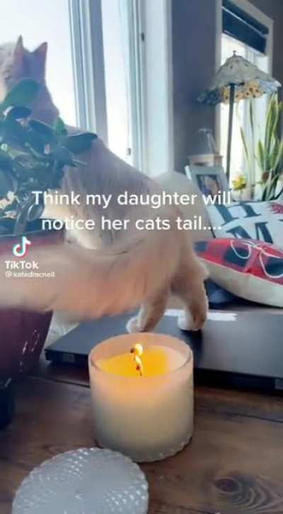 A very stupid cat