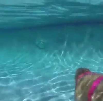 capivara