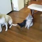 Bird feeding his friends