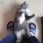 Mister Meowgi