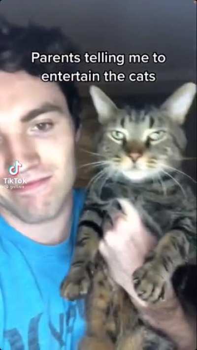Entertaining the cat