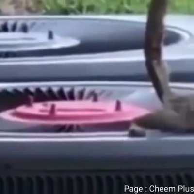 The squirrel died for sure