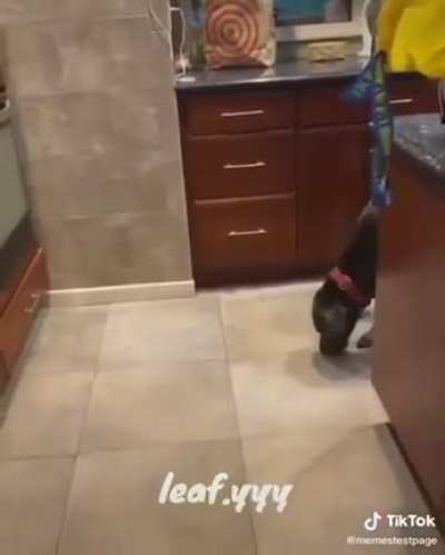 O CÃO POR TRAS DO RUIM (esse meme foi pego aki do reddit vou botar o nick do cara ser eu achar blz?)