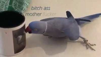 Angry birb