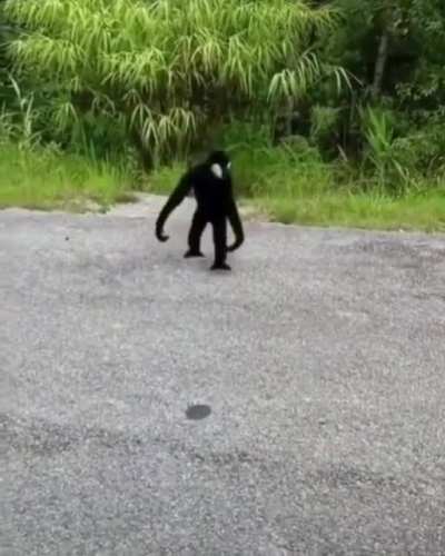 Who also thought first that a small venom was coming out of the bushes?