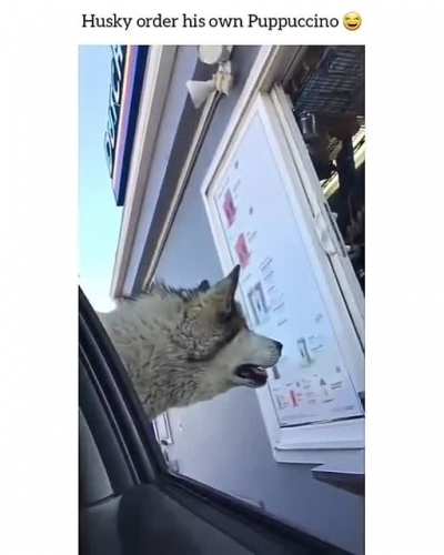 Huskies can talk and you can't change my mind 🤣