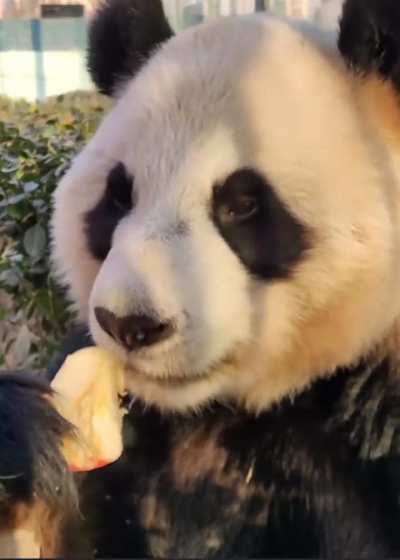 Eating an apple