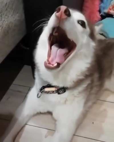 Never get a husky for a pet