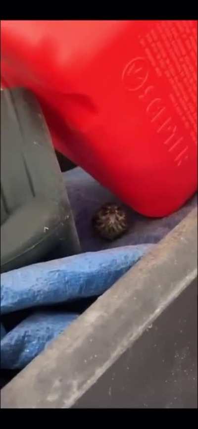 My sister found a bird in our garage