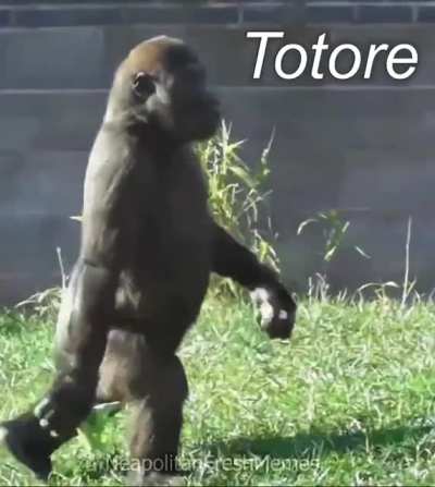 olha o mamaco