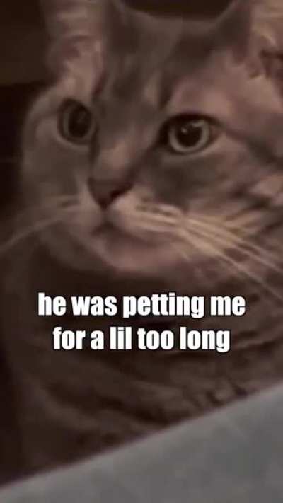 The Inner Thoughts of an Average House Cat! (KLR Productions)