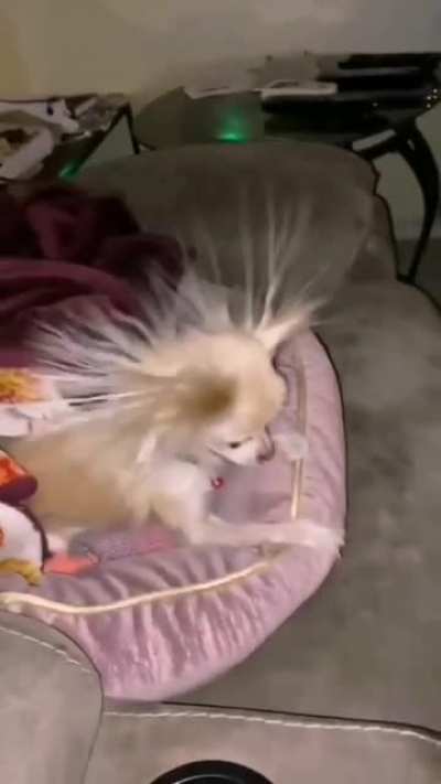 Electric Chihuahua