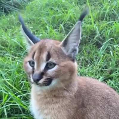 Which name should I give to this creature?
