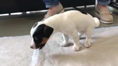 Puppy vomits unusual item...so that's where it went