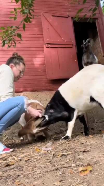 Goat screams are the best screams