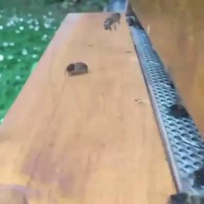 bonk!