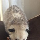 May I offer you a grape in these trying times?