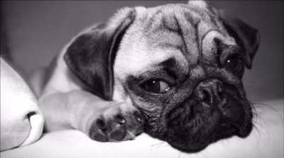 Sad dog diary