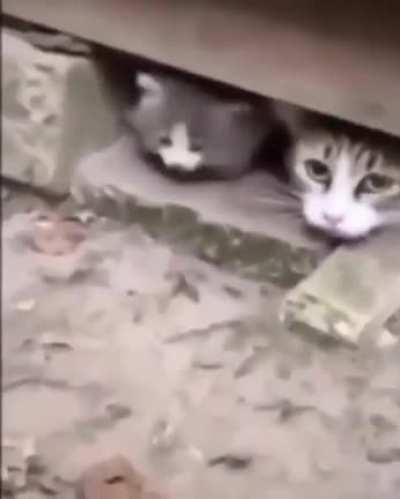 more cat videos with half life sfx