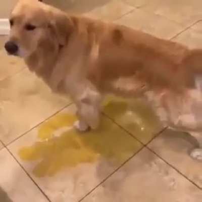 Poor dude. Silly dog