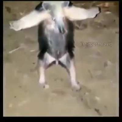 Ť