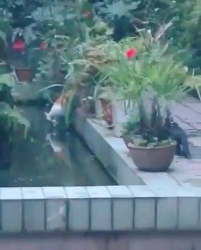pRoFeSsioNAL HitMan'S LaSt Hit Before nINJA aSsAssin ends Him SwiFTLy