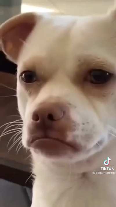 Trying to teach a dog how to shake that thang