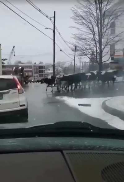 Old McDonald Lost His Farm