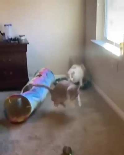 Sneak attack.