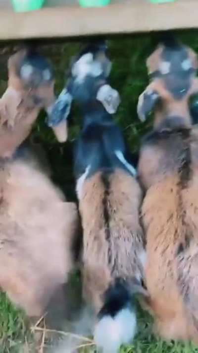It's feeding time
