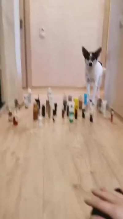 Cat vs. Dog Challenge