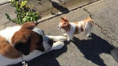 My little Suzy and her boyfriend Bernie