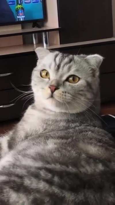 teefies