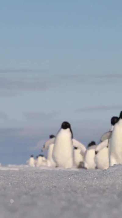 An army of waddlers