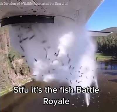 fish