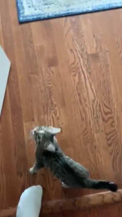 Basil the kitten yelling at me to walk faster, “HURRY!!!”