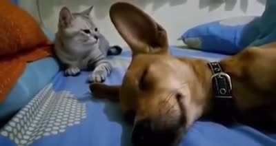 Sleeping dog farting makes cat angry