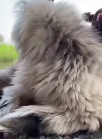 Котик