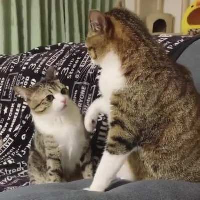 touch tha cat