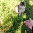 Went for a walk in the nearby forest with my white spoiled princess, we met a stray shy cat and she yelled at me for petting him.